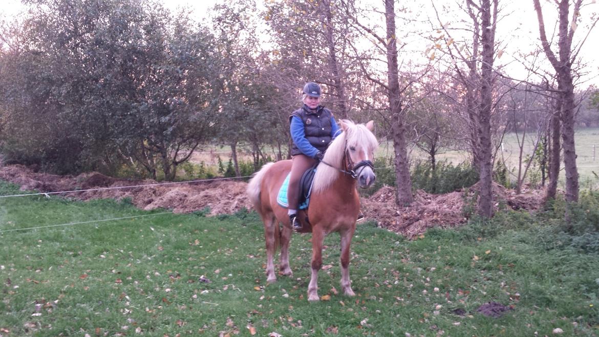 Tyroler Haflinger Valua <3 - Efterår 2013 billede 23