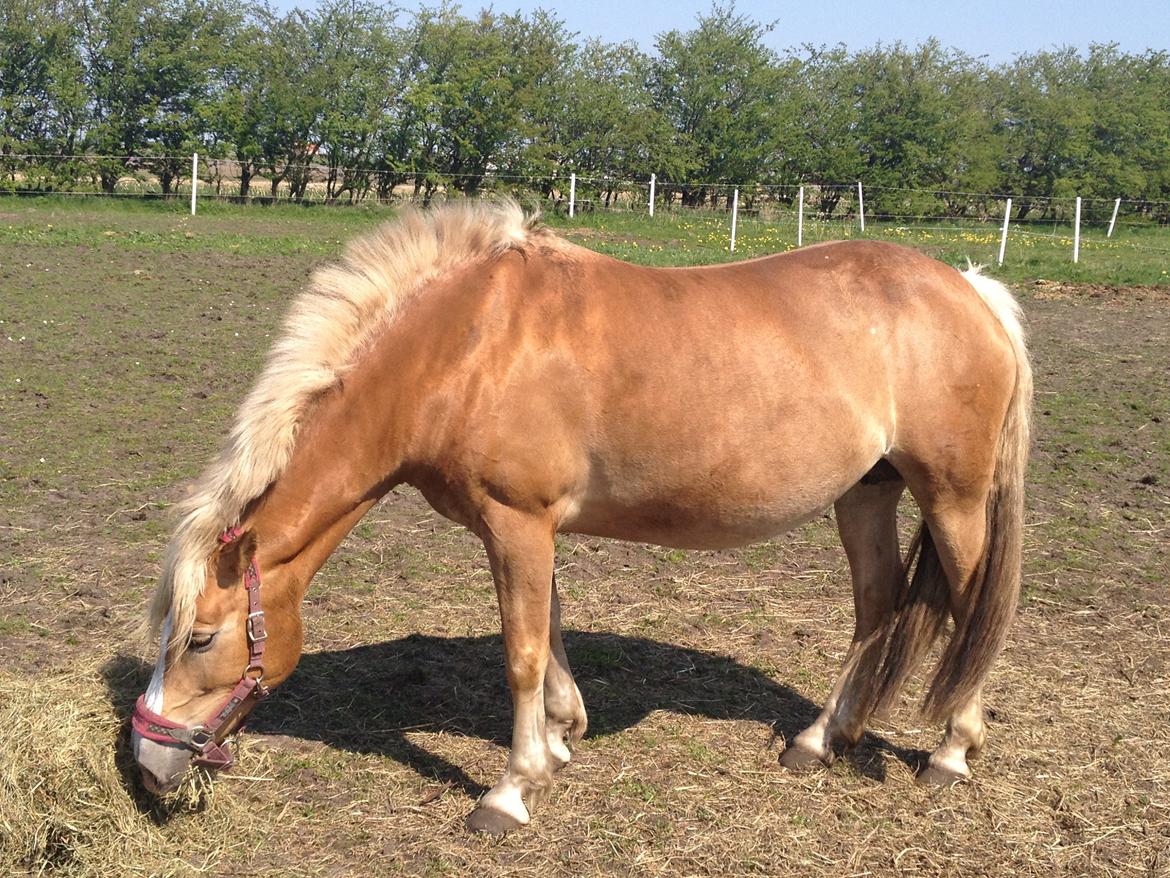 Haflinger Edda-Fiamona billede 17