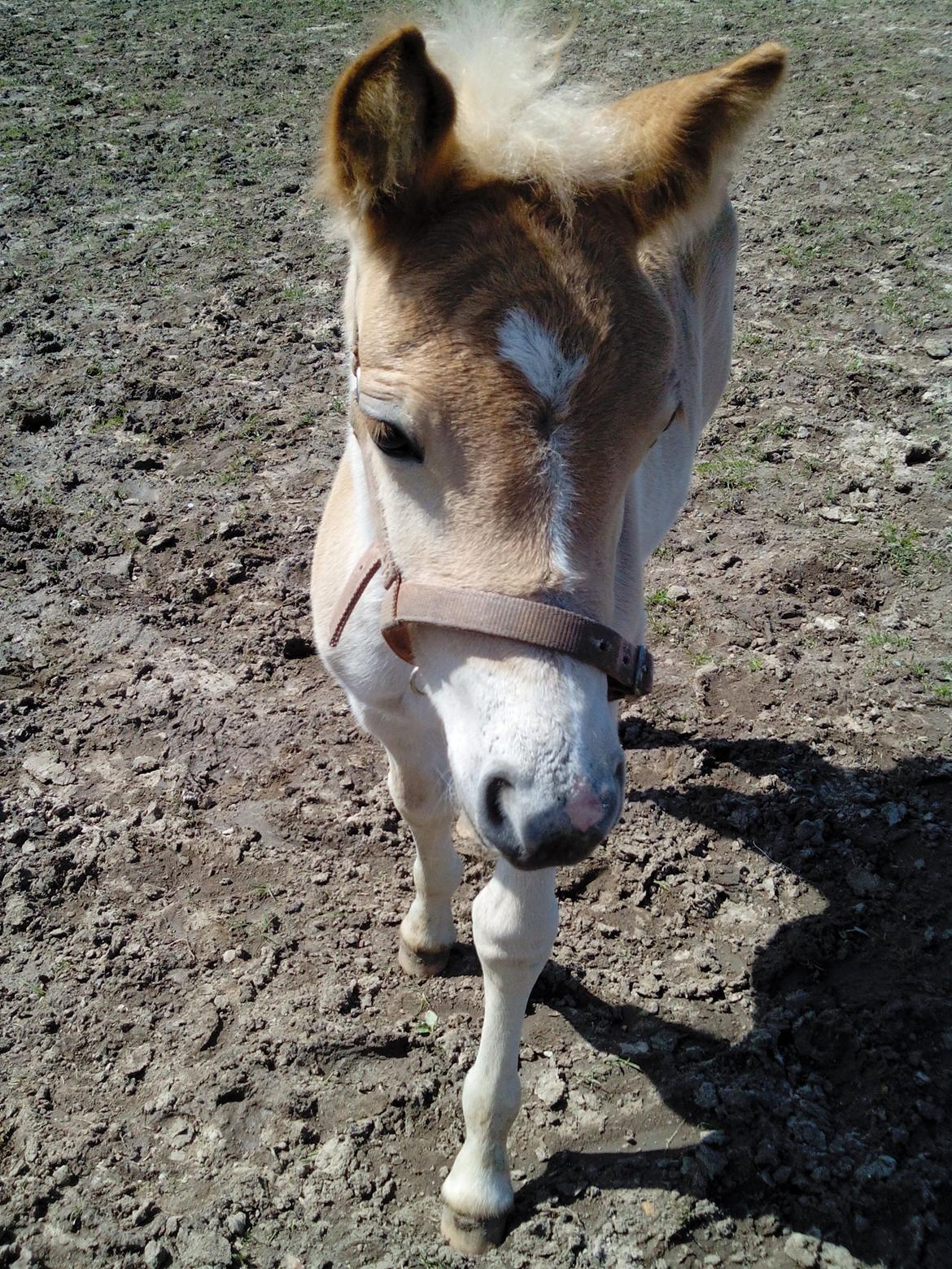 Haflinger Sweet Chili Søvej billede 10