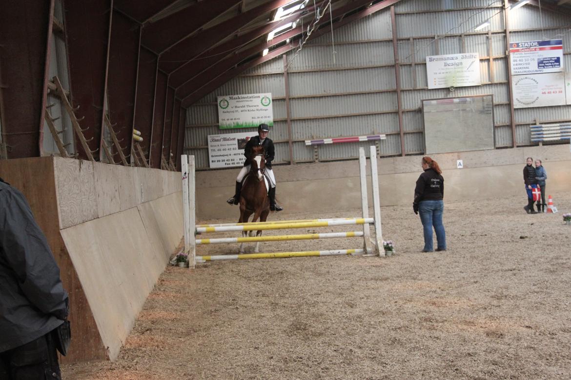 DSP Stenbakkegårds hoopers creek billede 7