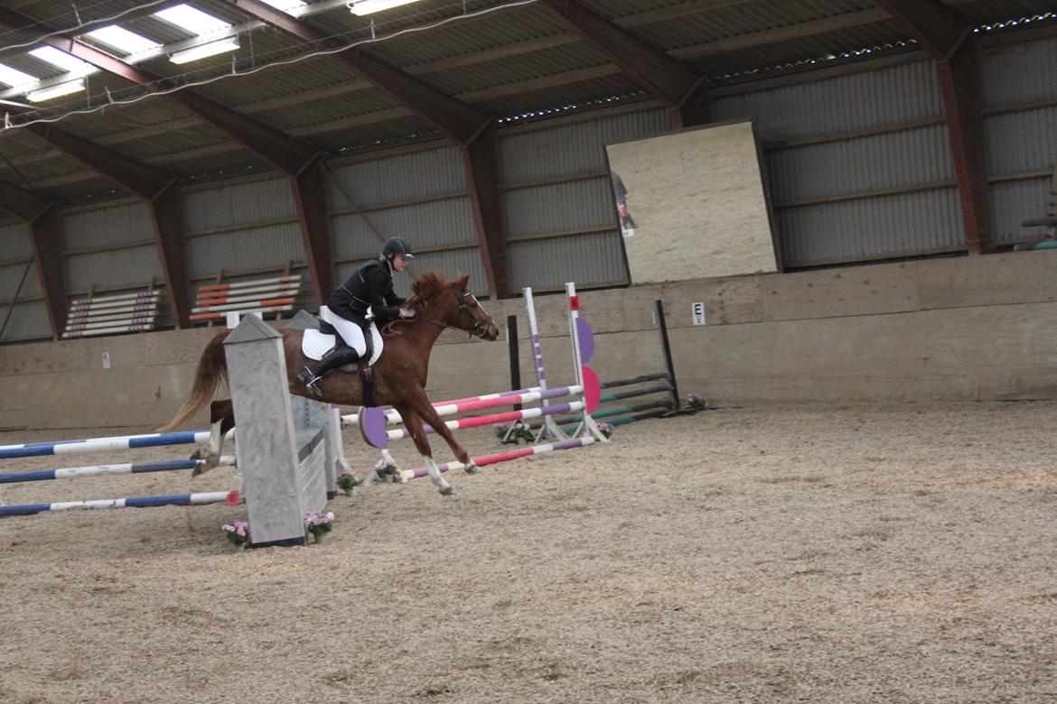 DSP Stenbakkegårds hoopers creek billede 5