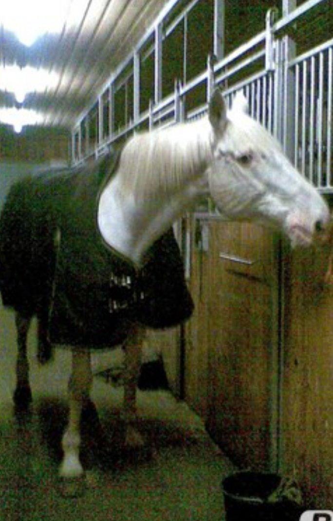 Knabstrupper Coco (SOLGT) billede 2