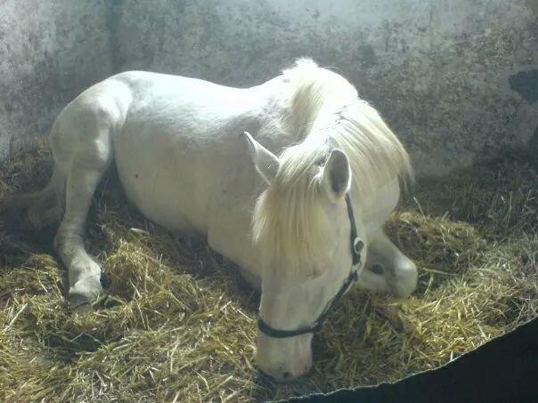 Knabstrupper Coco (SOLGT) billede 10