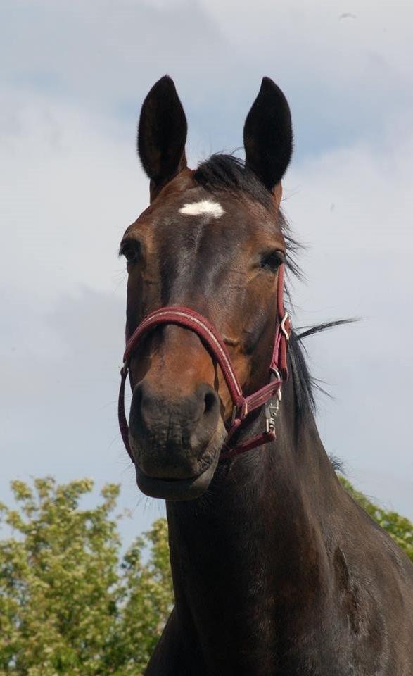Anden særlig race Freja billede 4