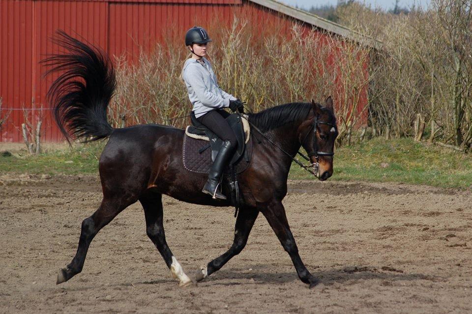 Anden særlig race Freja - Dressur mussen<3 billede 5