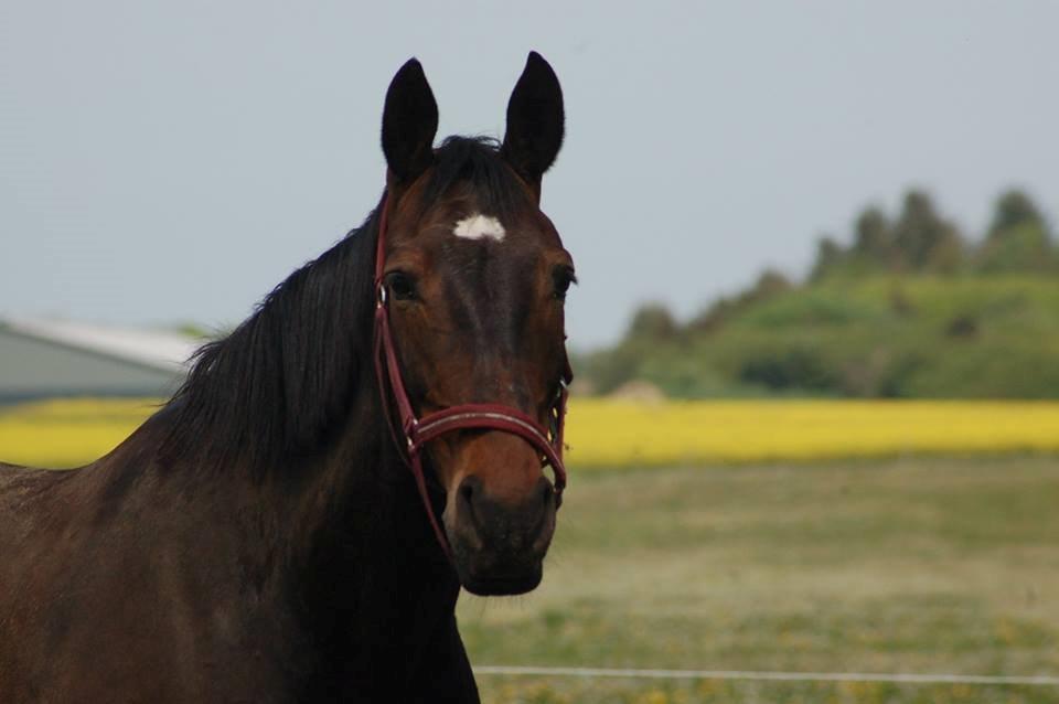 Anden særlig race Freja billede 6