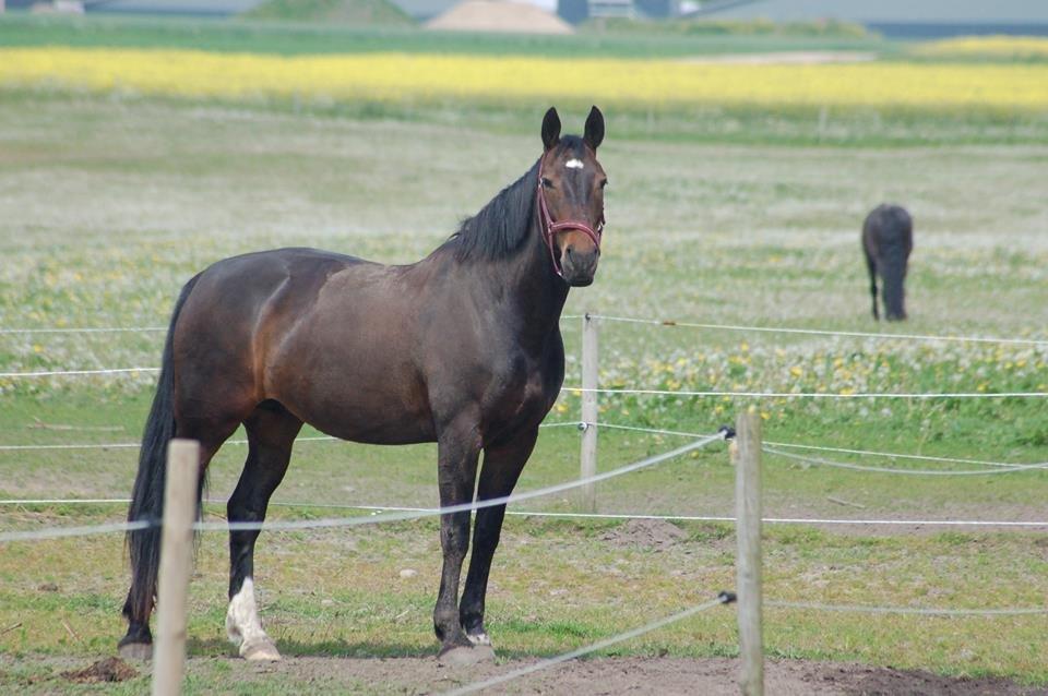 Anden særlig race Freja billede 7