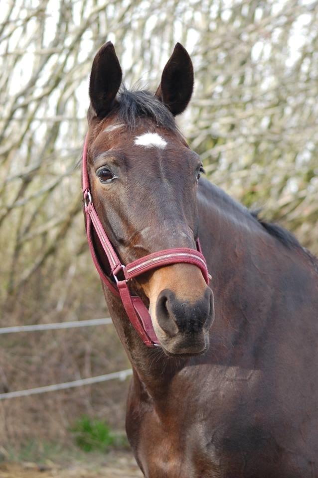 Anden særlig race Freja billede 8