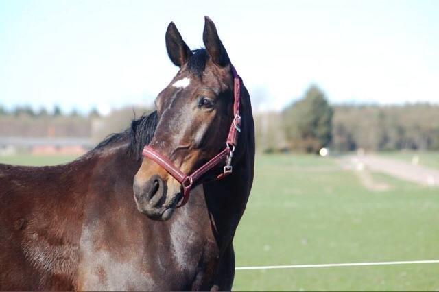 Anden særlig race Freja billede 9