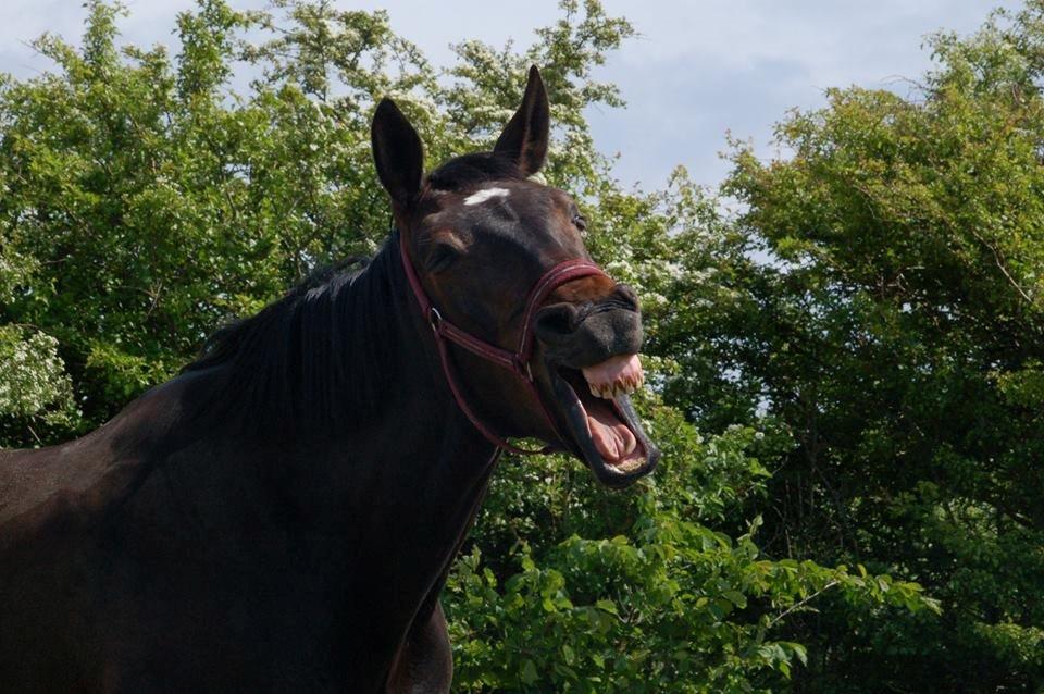 Anden særlig race Freja billede 14
