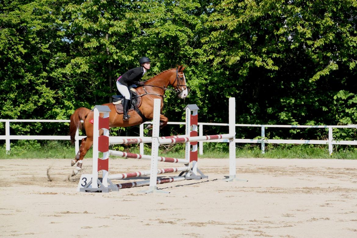 Hannoveraner Lapita-Star - Taget af Line Clausen billede 4