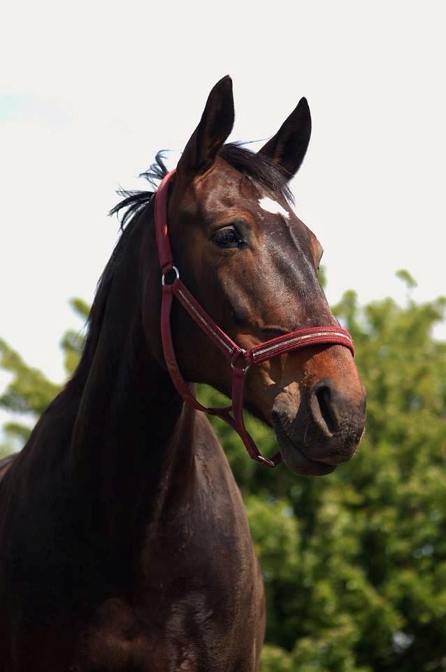 Anden særlig race Freja billede 1
