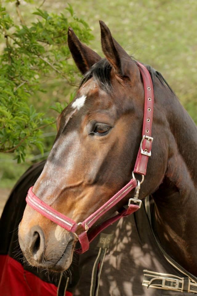 Anden særlig race Freja billede 16