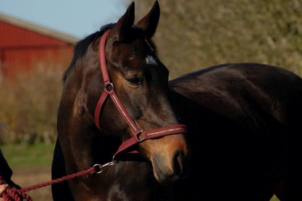 Anden særlig race Freja billede 17