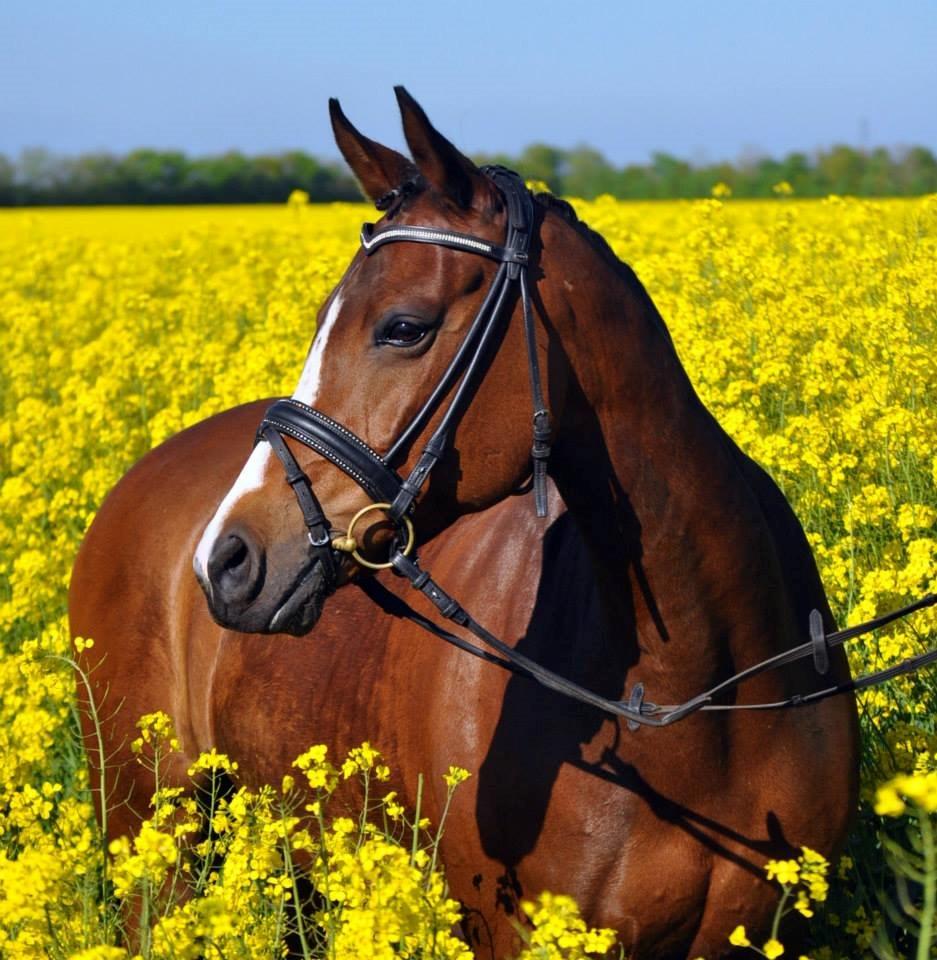 DSP Lykkehøjs Sophee **B-pony** billede 13