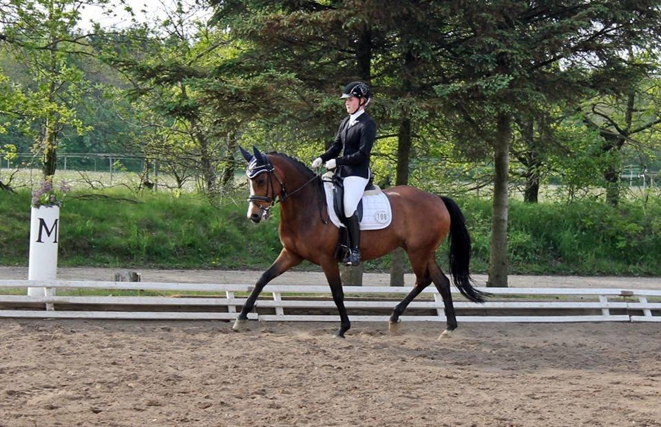 DSP Lykkehøjs Sophee **B-pony** billede 14