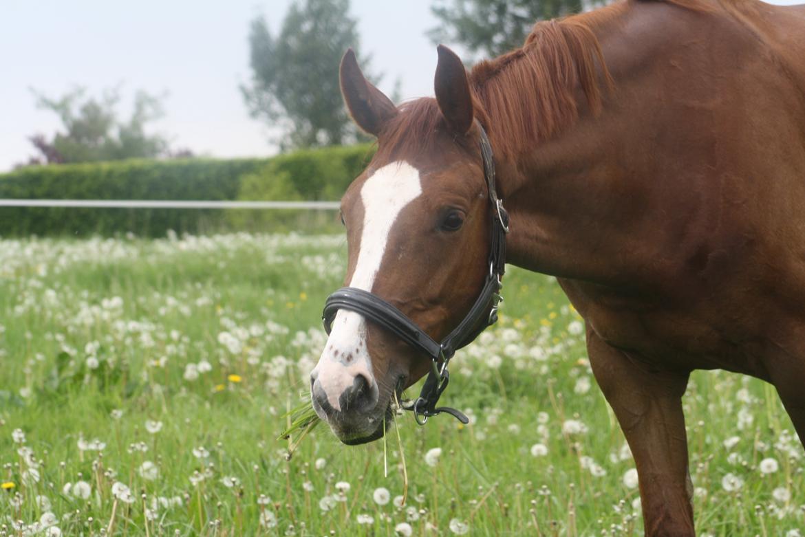 Dansk Varmblod Dia-Lotto Landlyst billede 20