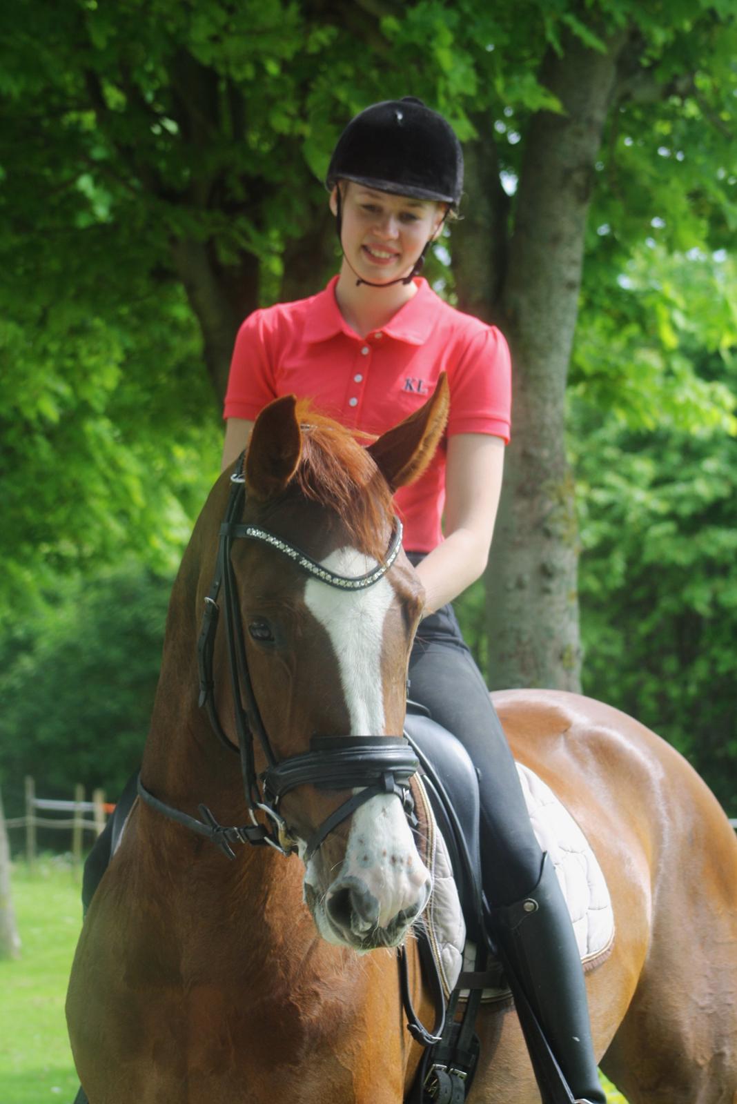 Dansk Varmblod Dia-Lotto Landlyst billede 2