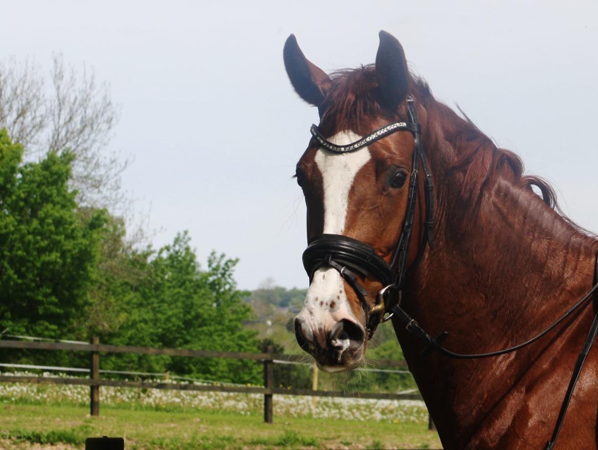 Dansk Varmblod Dia-Lotto Landlyst billede 1