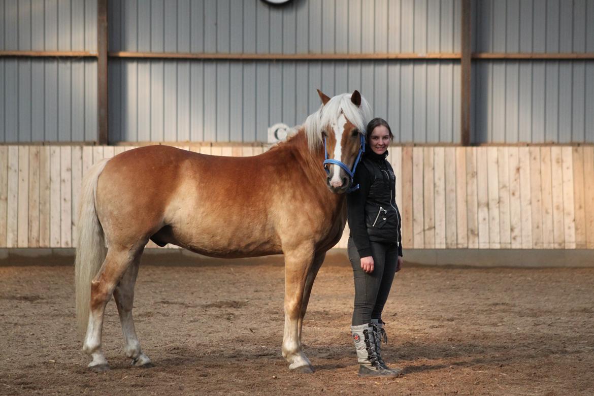 Haflinger Gelstoft Star Shadow - Velkommen til Star's profil. ;) billede 1