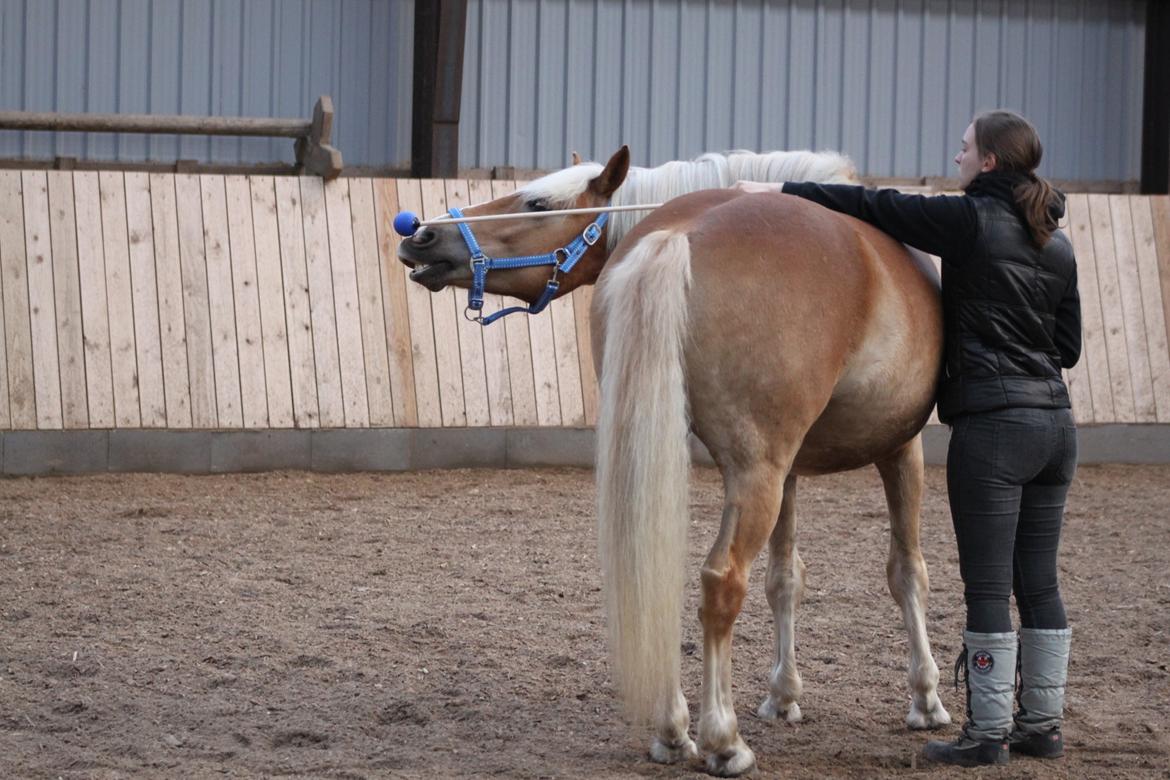 Haflinger Gelstoft Star Shadow - DUT MOR! :D billede 4