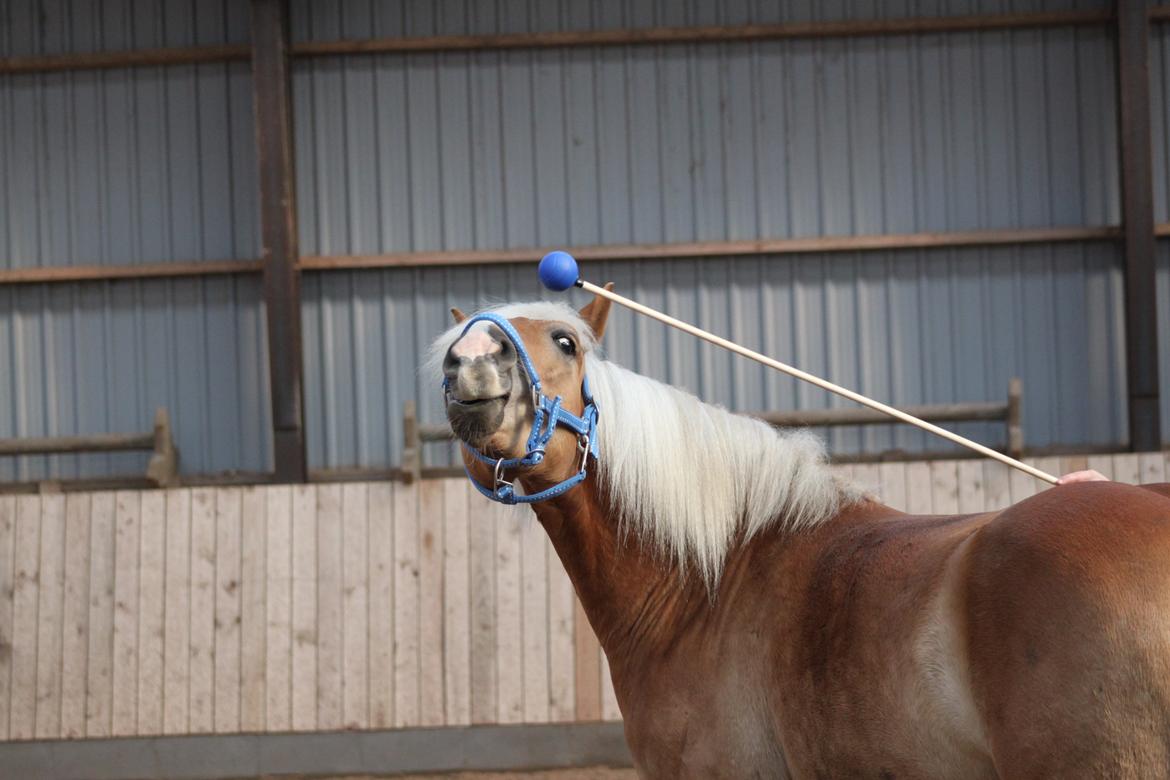 Haflinger Gelstoft Star Shadow - ''JEG HAR DEN NU MOR!'' billede 7