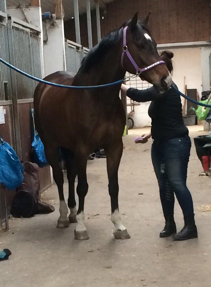 Holstener Kiss me Quick billede 6