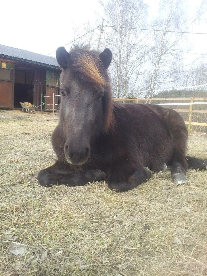 Islænder Svala fra Høgtun billede 3