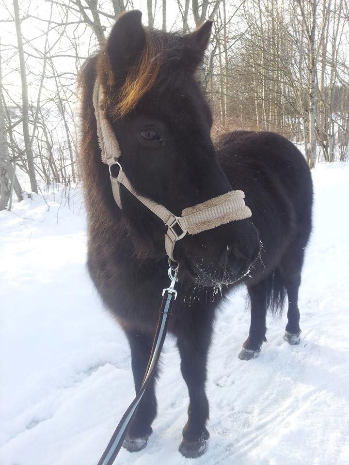 Islænder Svala fra Høgtun billede 6
