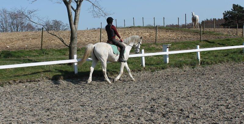 Shagya Araber (SH) Óbajan billede 10