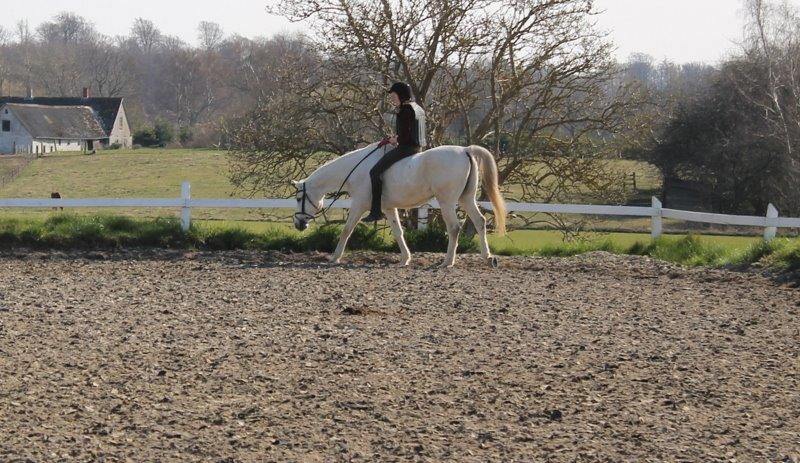 Shagya Araber (SH) Óbajan billede 19