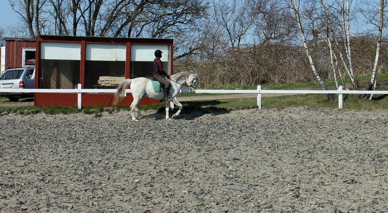 Shagya Araber (SH) Óbajan billede 4