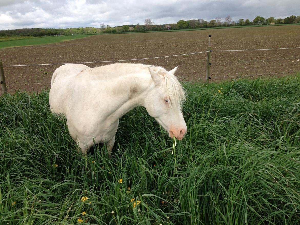 Welsh Pony (sec B) Aastrupgaards Safir, Hingst billede 16