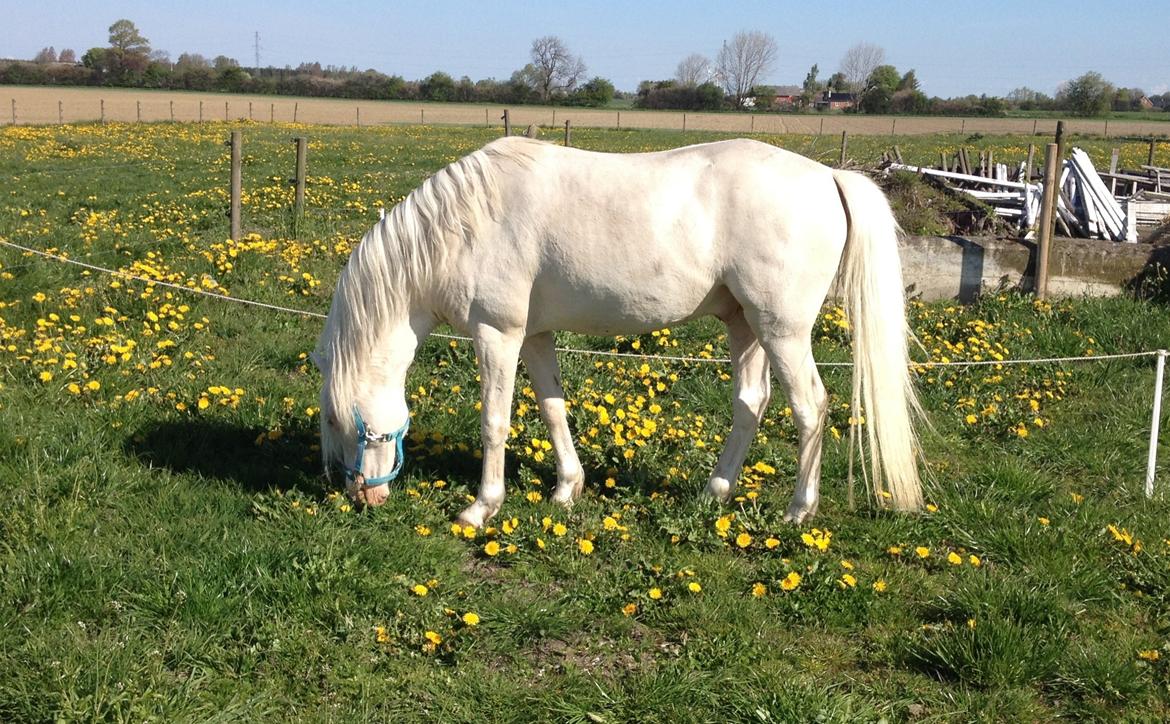 Welsh Pony (sec B) Aastrupgaards Safir, Hingst - Maj  billede 13