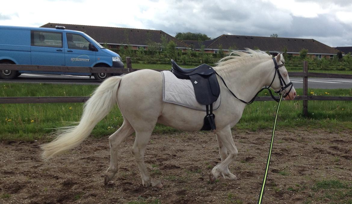 Welsh Pony (sec B) Aastrupgaards Safir, Hingst billede 17