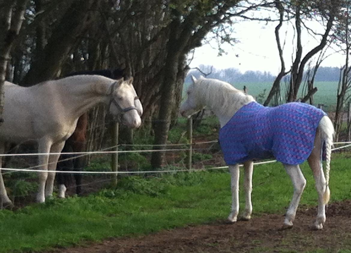 Welsh Pony (sec B) Aastrupgaards Safir, Hingst - April billede 10