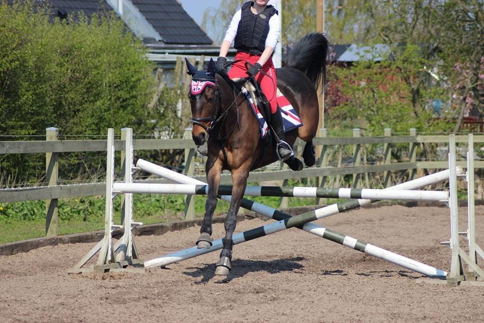 Anden særlig race Dark Stallion - Dejlig hest <3  billede 8