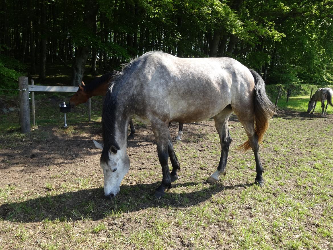 Dansk Varmblod Chidana billede 14