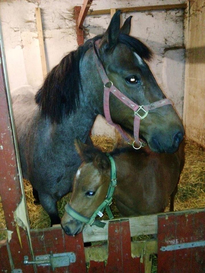Anden særlig race Vestervangs Candy'floss billede 22
