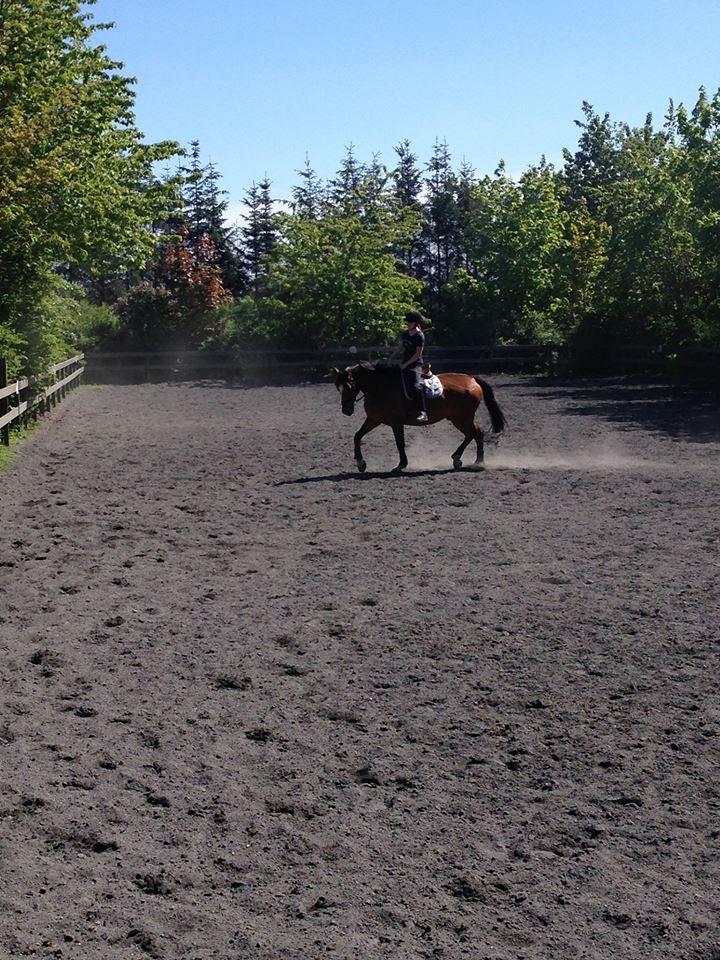 Dansk Varmblod Egely's Calib billede 9