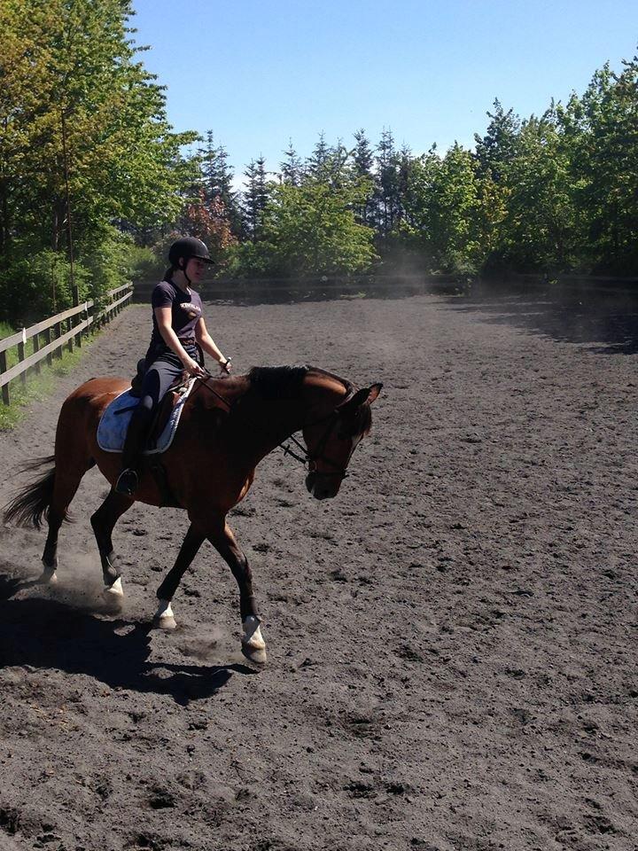 Dansk Varmblod Egely's Calib billede 11