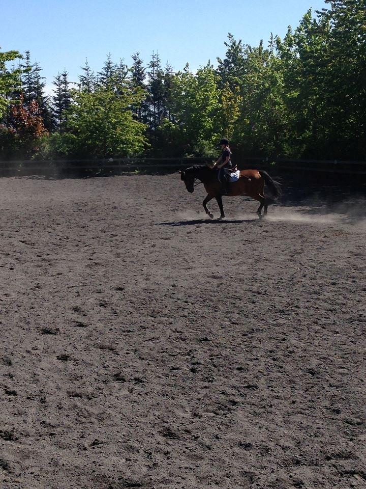 Dansk Varmblod Egely's Calib billede 12