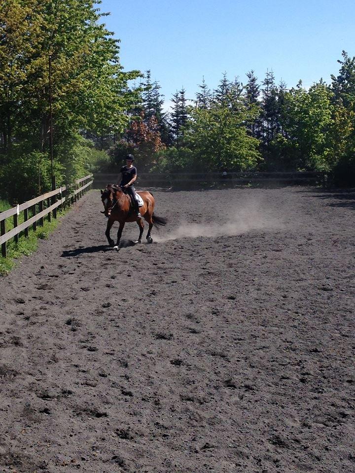 Dansk Varmblod Egely's Calib billede 10