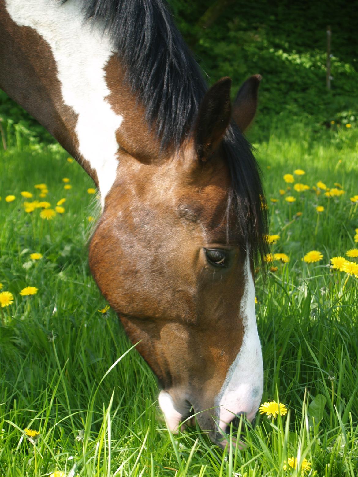 Irish Cob Crossbreed Willson Mc Caffee - Sommerfold 2014 billede 12