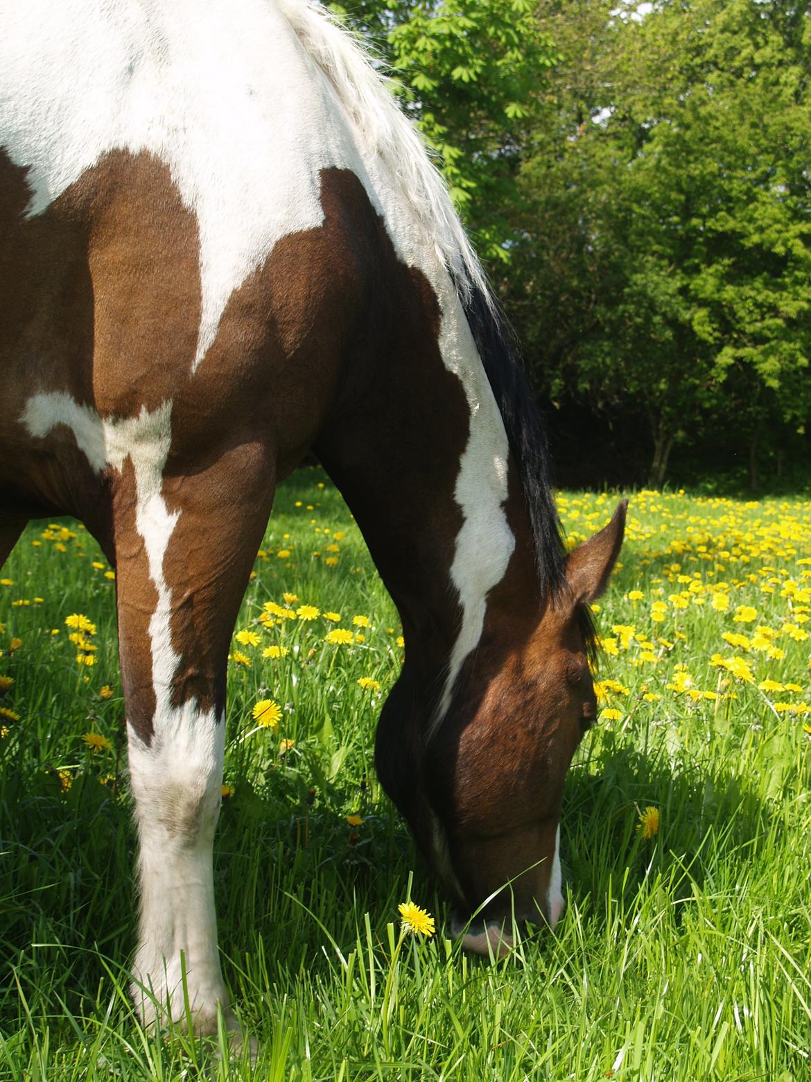 Irish Cob Crossbreed Willson Mc Caffee - En lidt skæv vinkel. 2014 billede 13