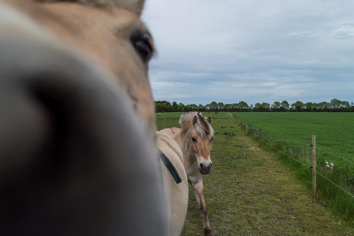 Fjordhest | Odin Møldrup | Hotte  - Hotte er helt vild med mit kamera...  billede 9