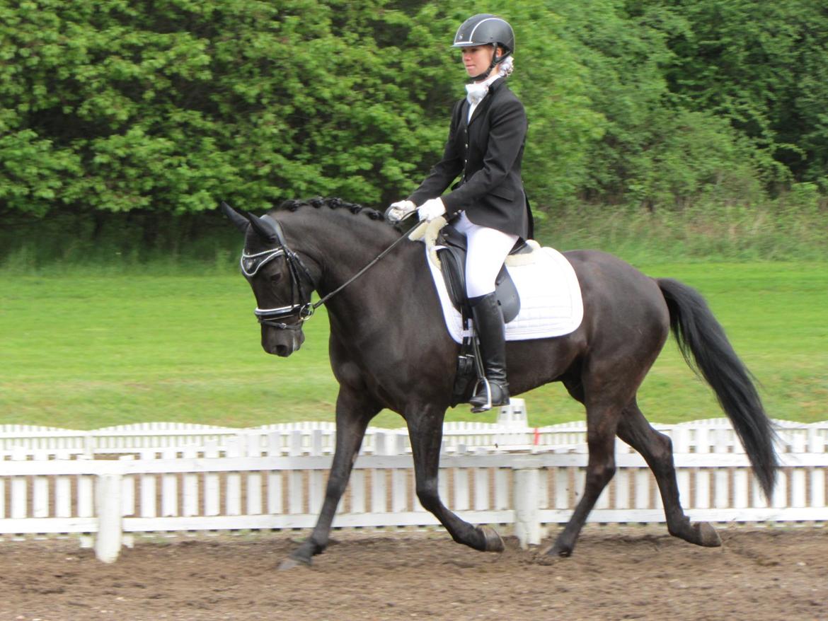 New Forest Calandias Avalanche (Caval) - Odsherred 10. maj 2014 billede 2