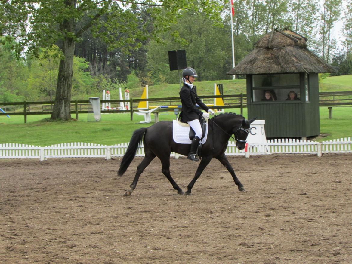 New Forest Calandias Avalanche (Caval) - Odsherred 10. maj 2014 billede 3