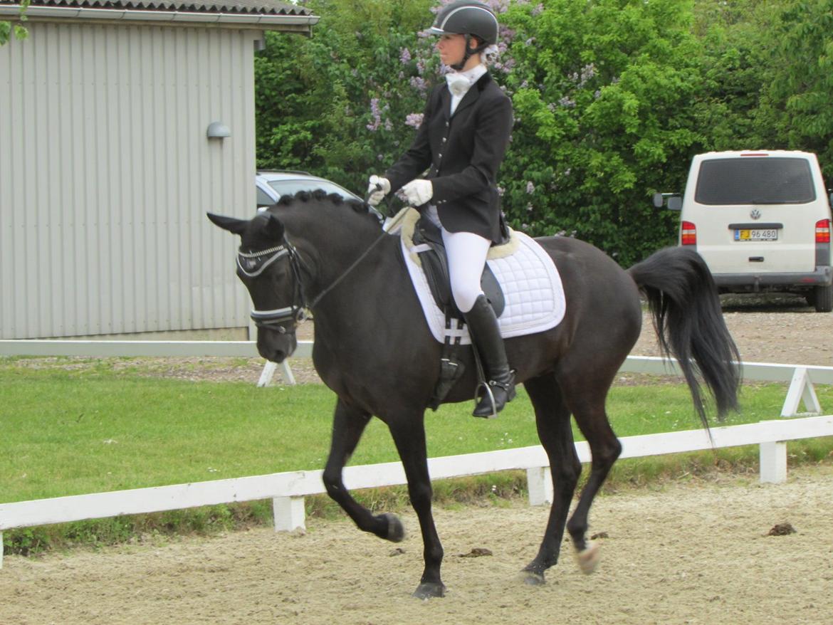New Forest Calandias Avalanche (Caval) - Ringsted Rideklub 18. maj 2014 billede 4