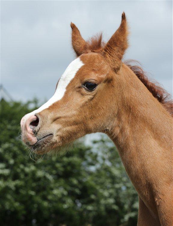 Arabisk fuldblod (OX) Marco APN - 2014-2017* billede 16